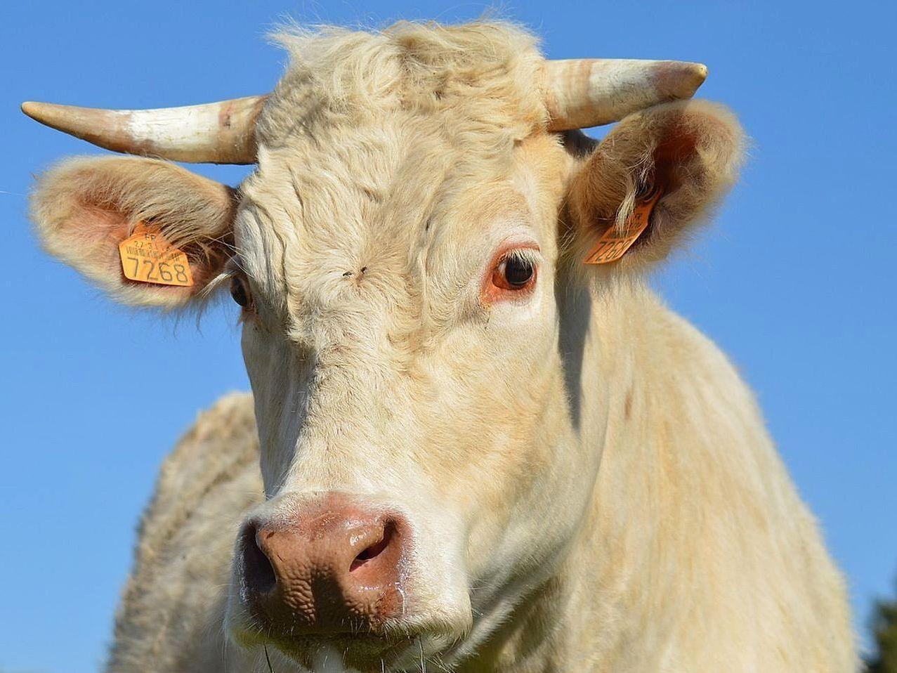 Greenery Requirements for Bull Farming