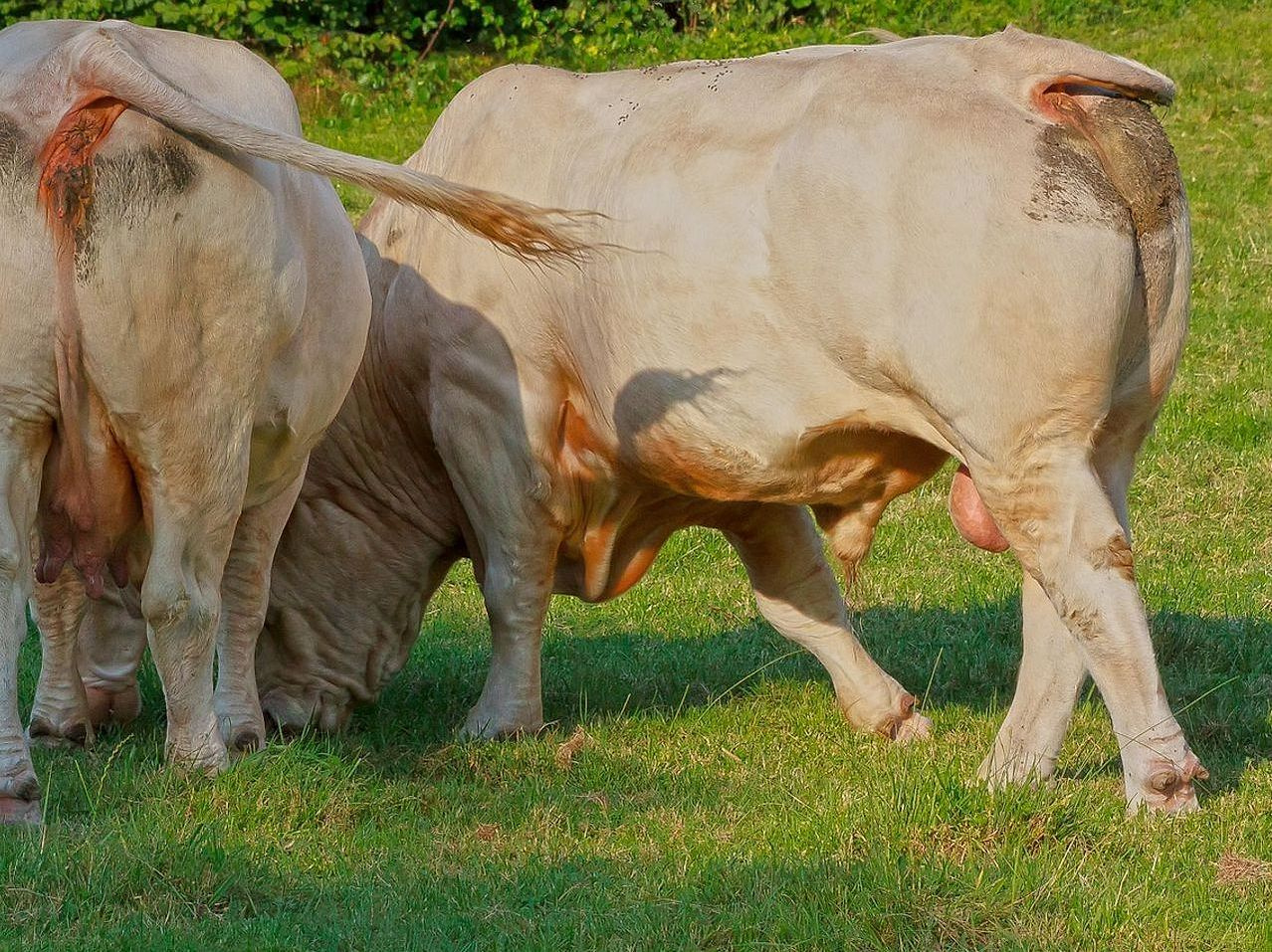 Prize bull