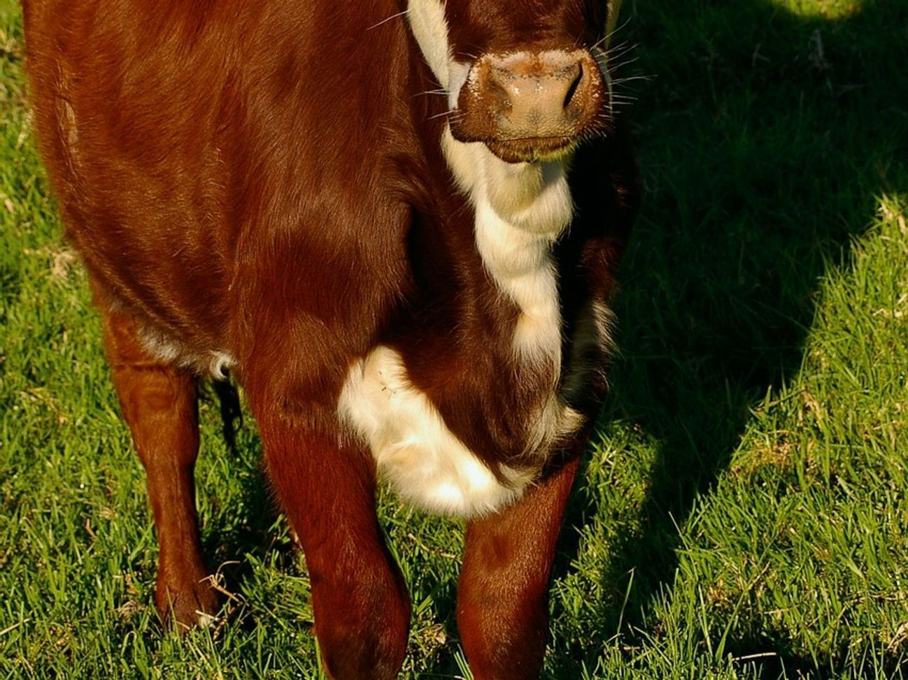 Prize bull