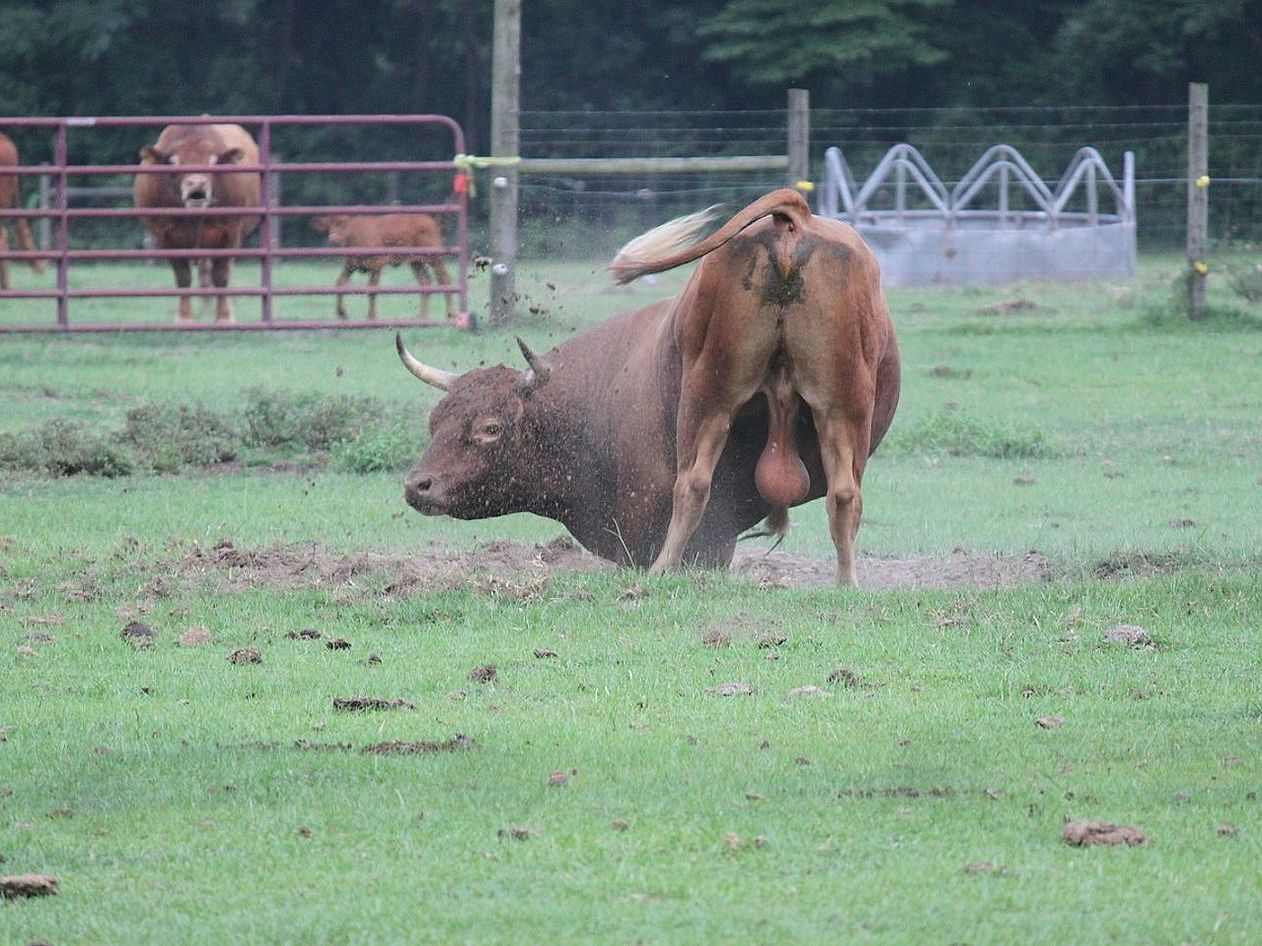 Wild Bull Varieties