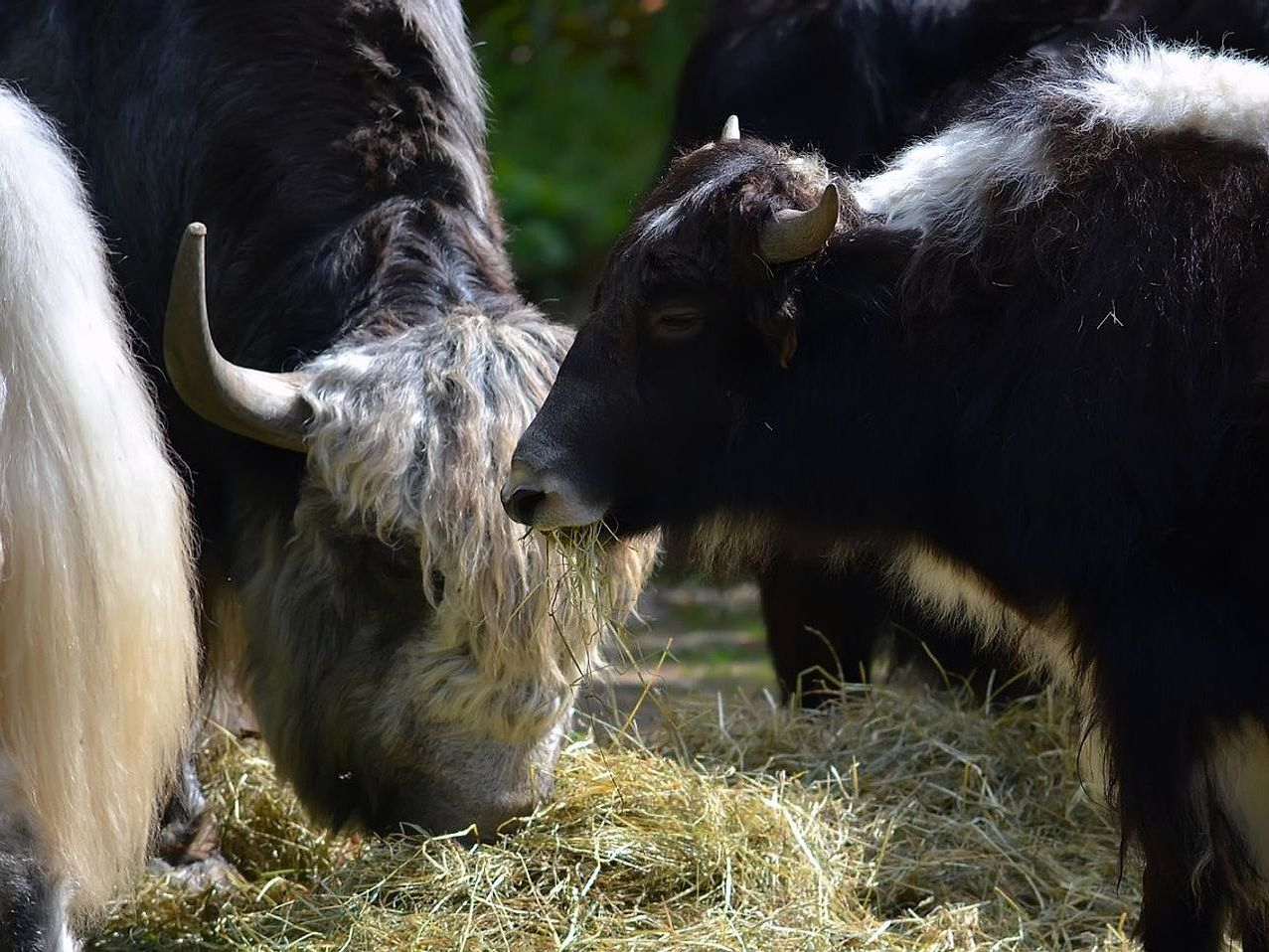 Limited breeding season