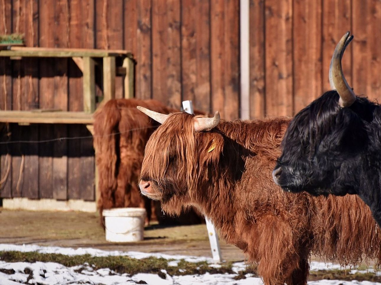 Types of Bull Breeds